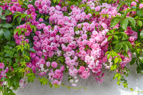 Wallpaper Mural rose fiorite Torontodigital.ca