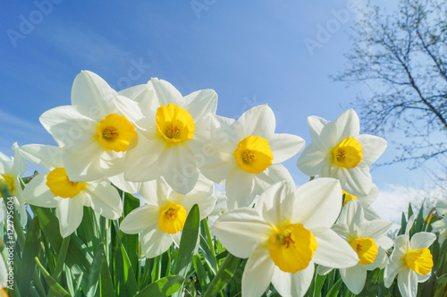 daffodils on nice sunny background