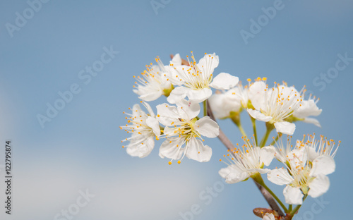 Wild plum flowers in a cluster in early spring, against blue sky