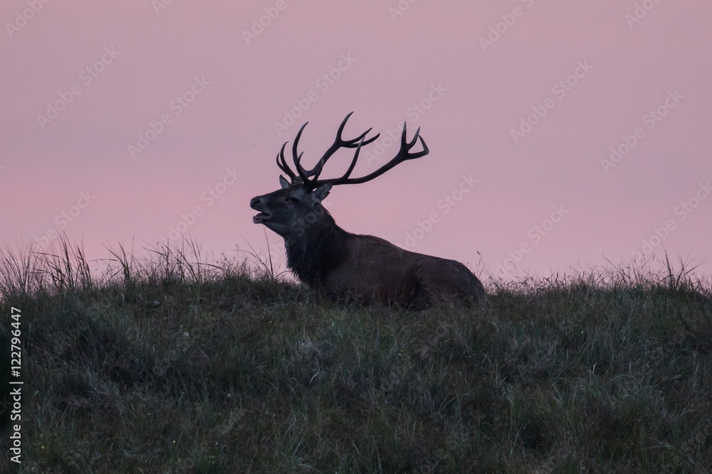Obraz premium hirsch am darßer ort