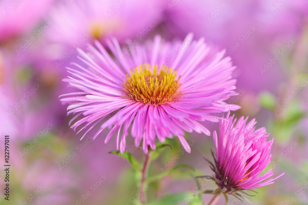 Michaelmas daisy flower - close up. Michaelmas daisy flower - close up.