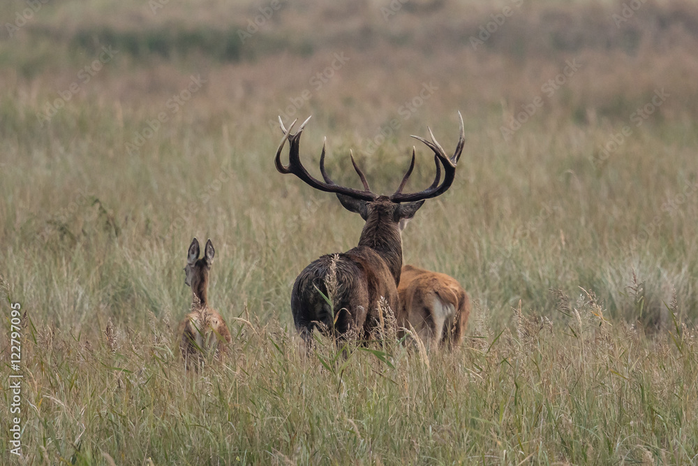 Fototapeta premium hirsche