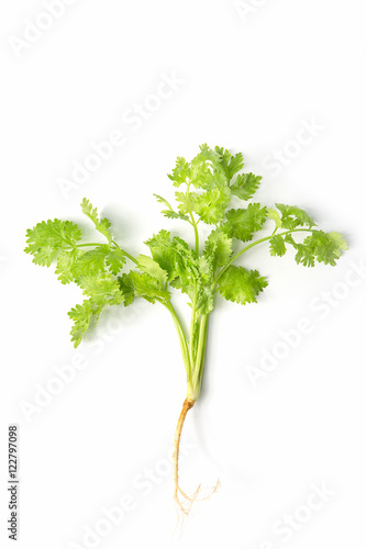 celery, parsley bunch on white background