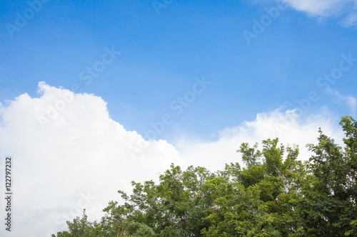 Treetops and Blue Sky
