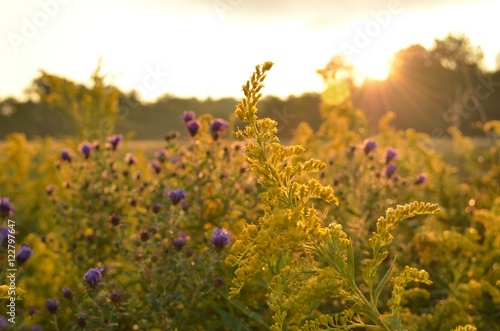 Sunrise over beautiful country field and roadside flowers photo