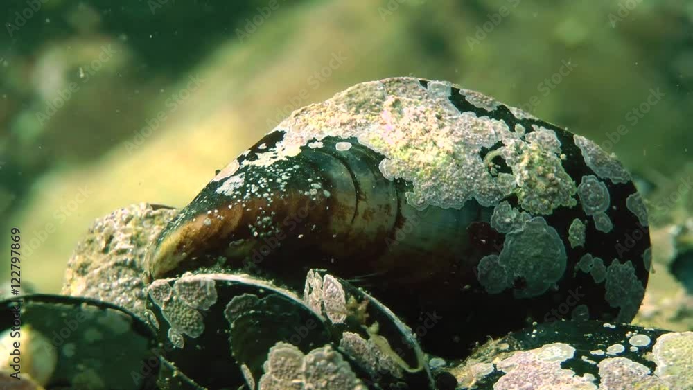 Single mussel, close-up.
Single mussel, close-up.