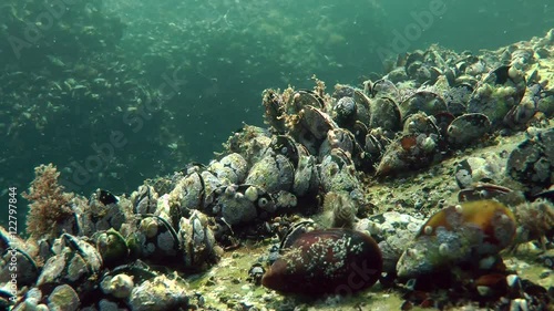 Group of mussels on a rock on a background of rocks overgrown with these clams, shallow water.
