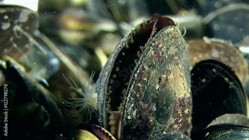 Movement of the mantle in slightly open mussels shell.
