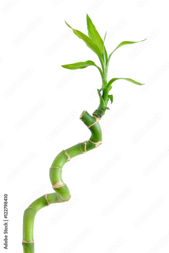 Fototapeta premium Bamboo isolated on white background