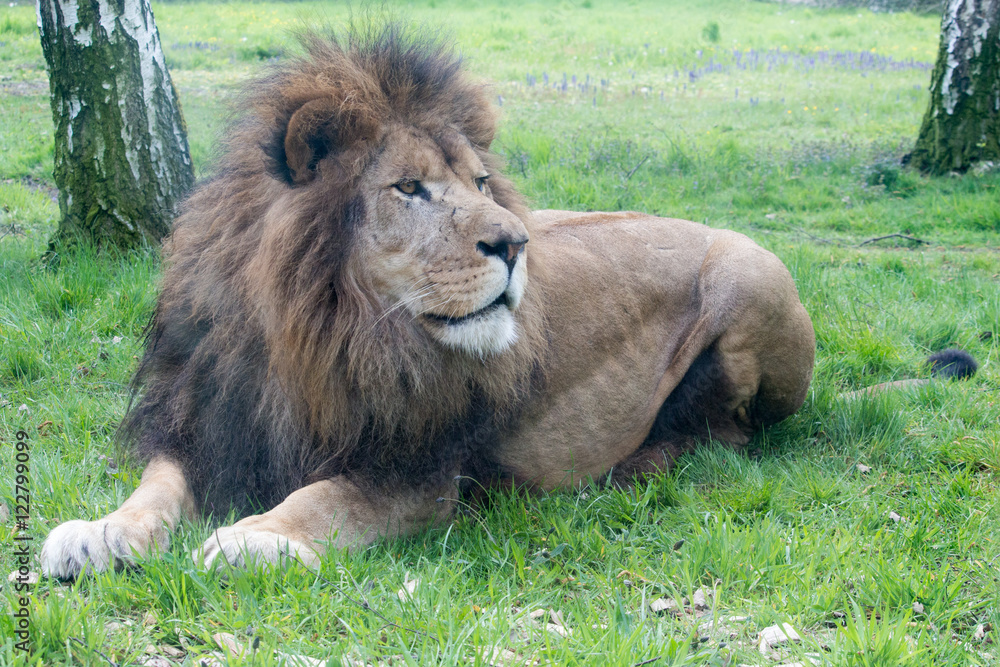 Naklejka premium Lion