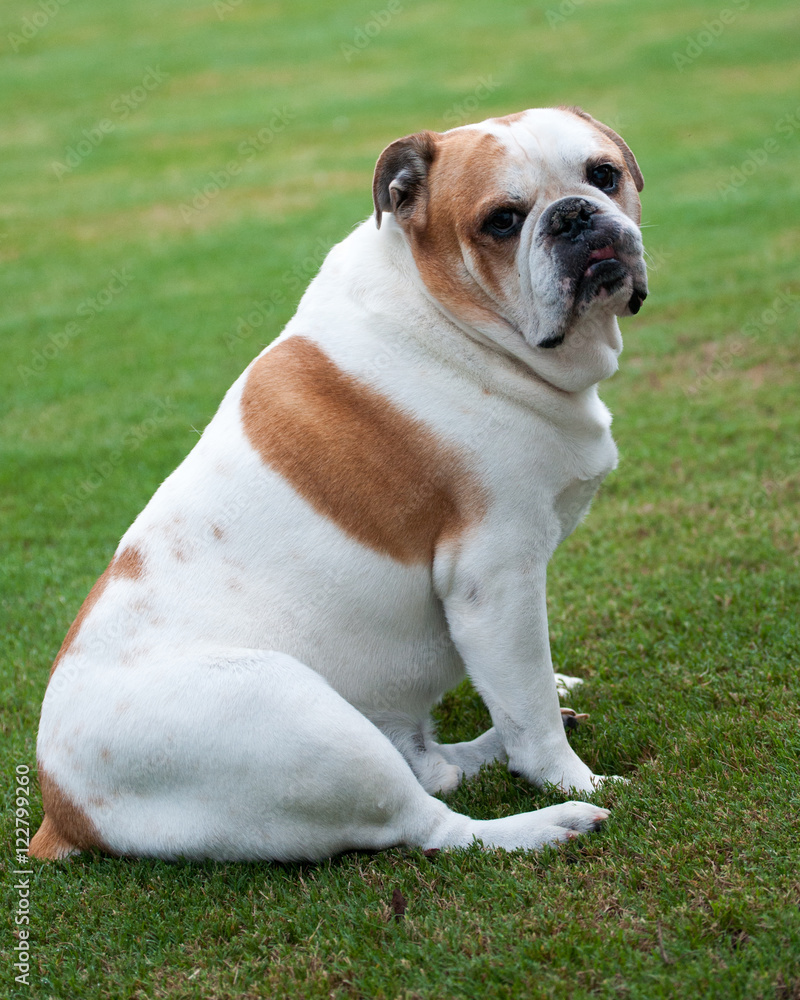 Fototapeta premium Picture perfect pose