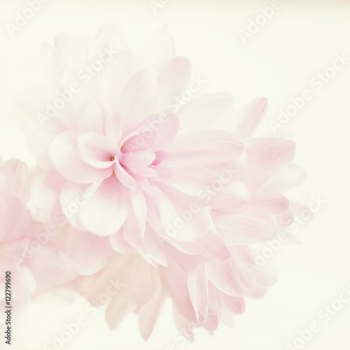 Fototapeta Naklejka Na Ścianę i Meble -  Purple chrysanthemum flower background. Pastel tones.