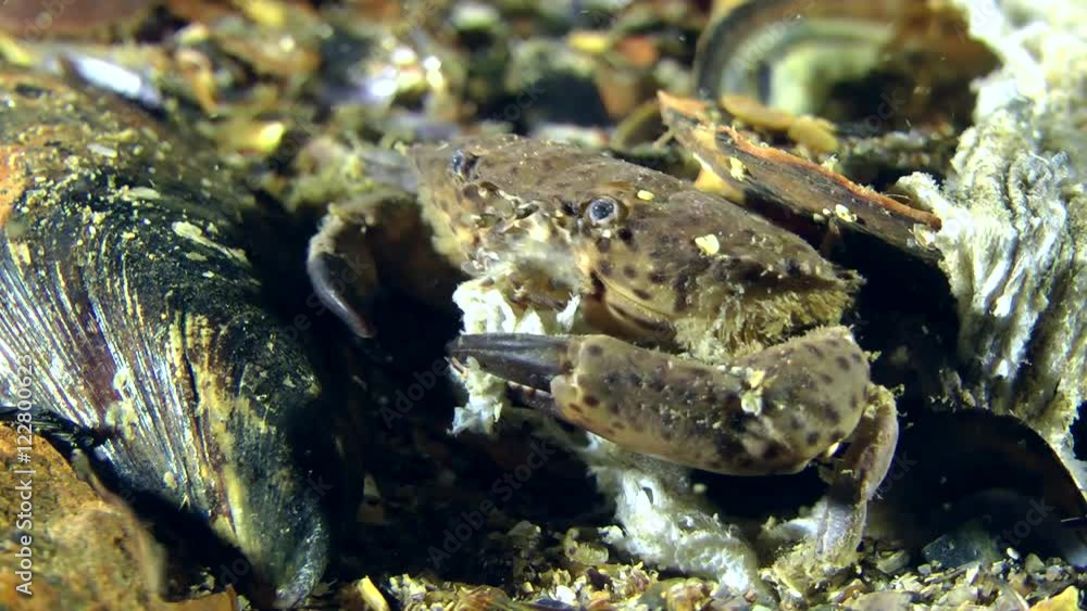 Jaguar round crab (Xantho poressa) eat the skin of a dead fish, then crawls out of the frame.
Jaguar round crab (Xantho poressa) eat the skin of a dead fish, then crawls out of the frame.