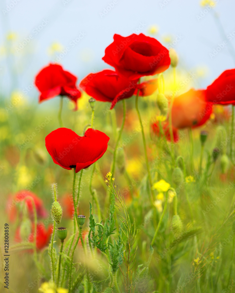 Obraz premium Some poppies on green field in sunny day