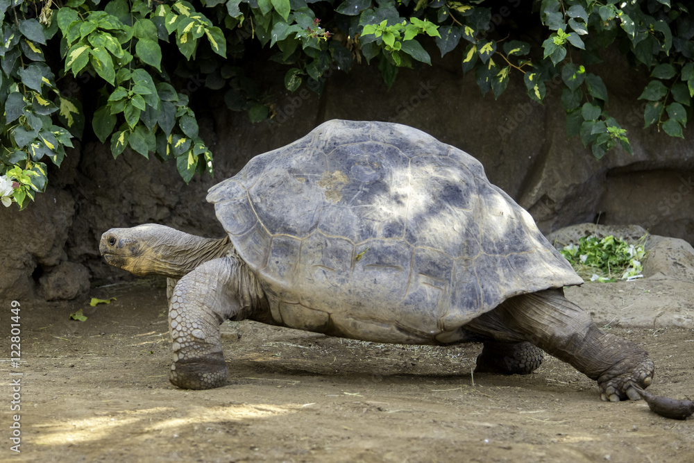 Fototapeta premium Giant turtle