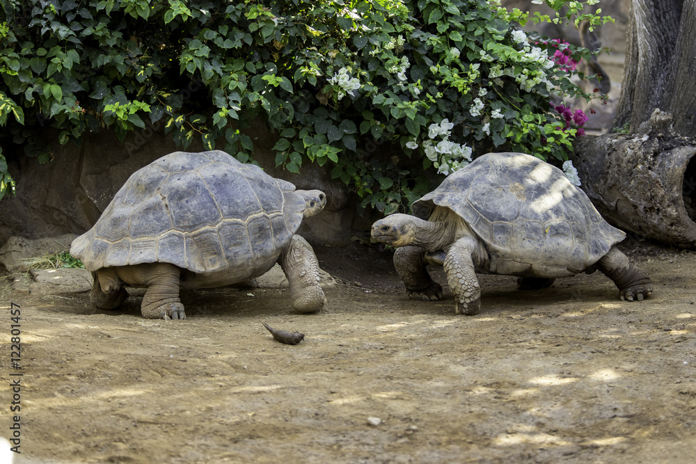 Fototapeta premium Giant turtle