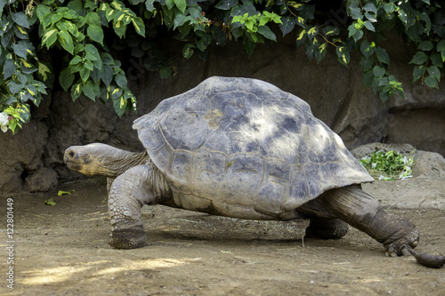Giant turtle