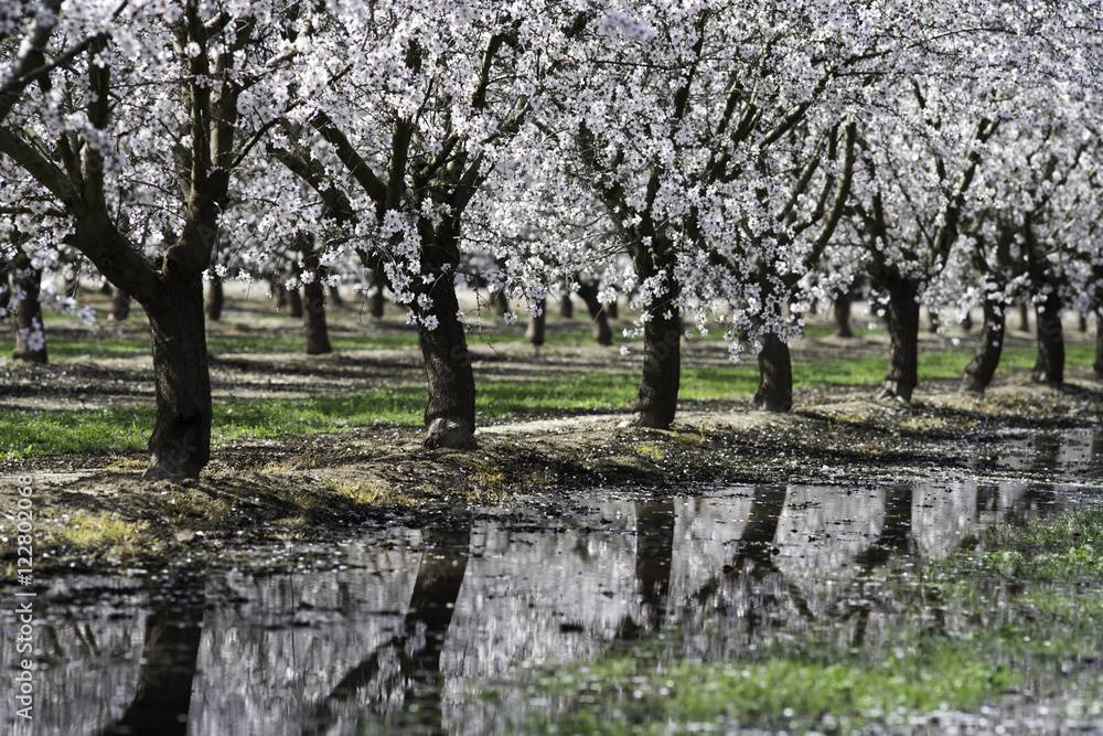 Almond Blossoms in California Before the Drought Almond Blossoms in California Before the Drought