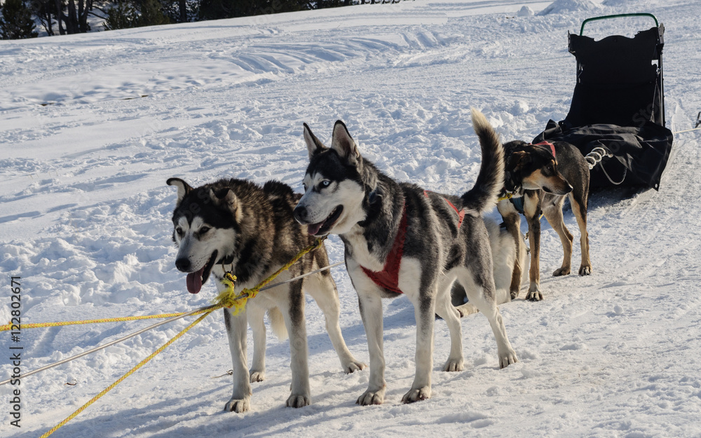 Trineo tirado por perros en Andorra Trineo tirado por perros en Andorra