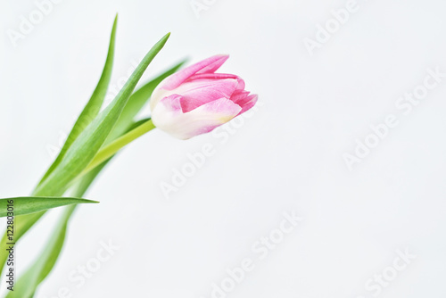 Fototapeta Naklejka Na Ścianę i Meble -  Single tulip on white background. Pink spring flower.