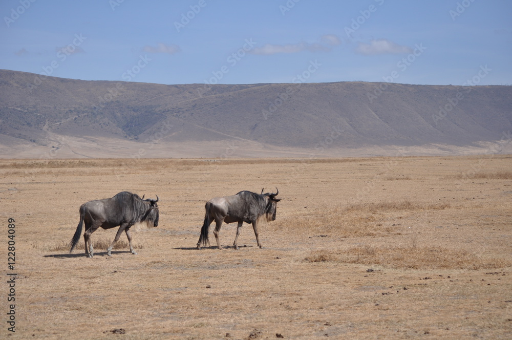 Wildebeest Migration