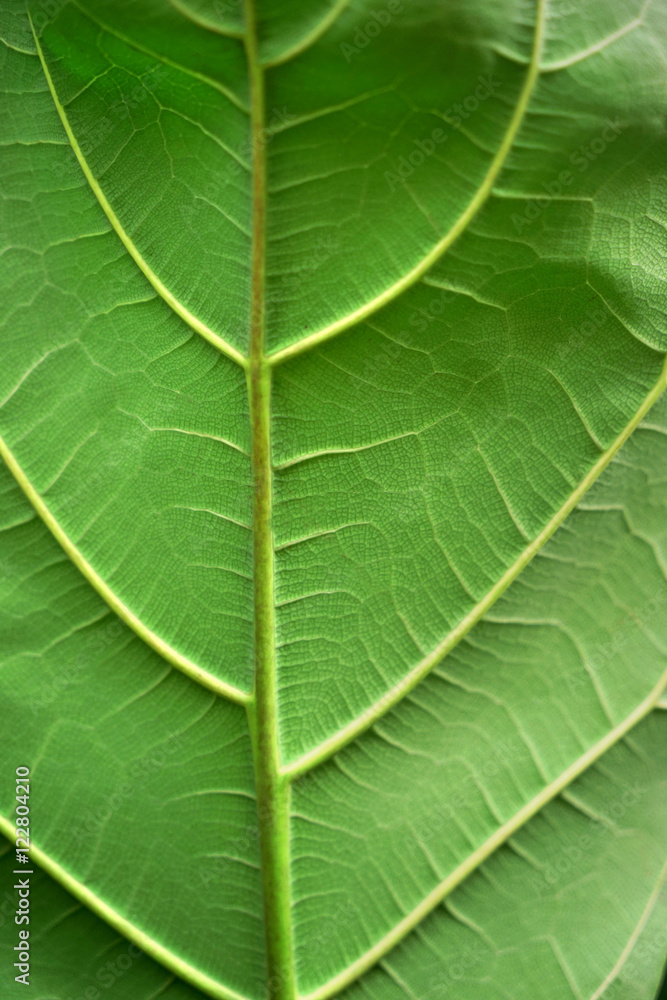 Green leaf texture, closeup Green leaf texture, closeup