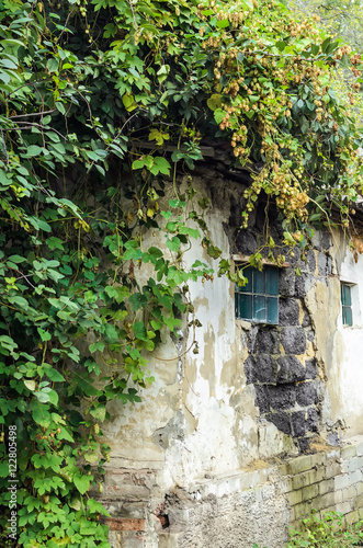 Fototapeta Naklejka Na Ścianę i Meble -  Old textured brick wall overgrown house with green hops