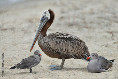 Brown Pelican resting with two Heerman gulls photo