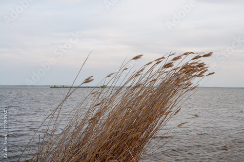 dry grass on the lake bends in the wind