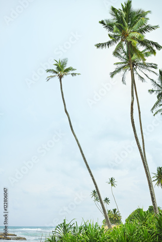 Tropical beach with palm trees  Sri Lanka