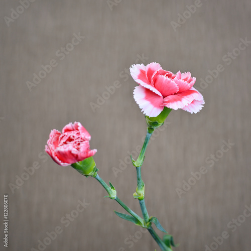 Two pink carnation on square brown background