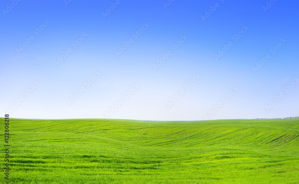 Beautiful summer field landscape scenic view