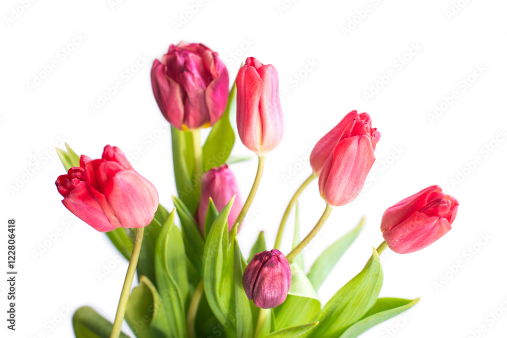spring fresh tulips isolated spring fresh tulips isolated