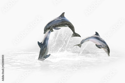 Three grey dolphins jumping in the water playing with each other. Isolated on white background with water in the background.