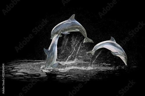 Three dolphins jumping in the water playing with each other. Isolated on black background with water in the background.