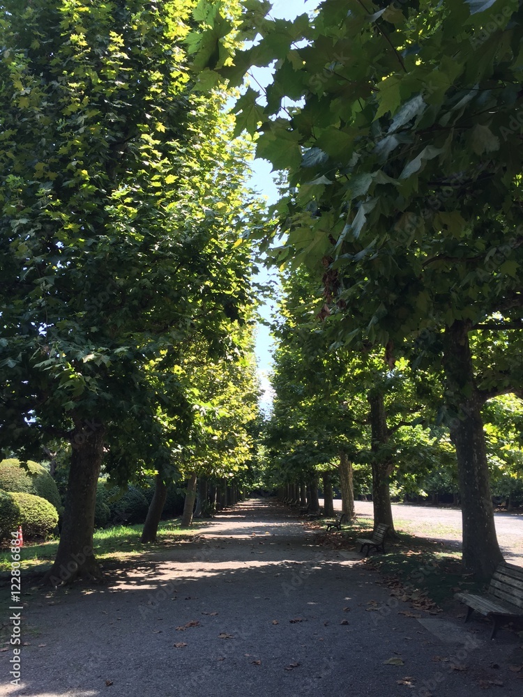 夏の日陰になった並木道