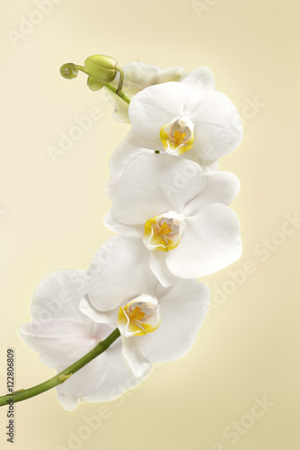 beautiful white orchid flowers