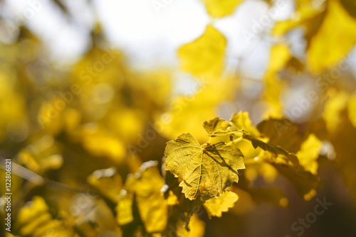 Autumn yellow leaves background © galina_d