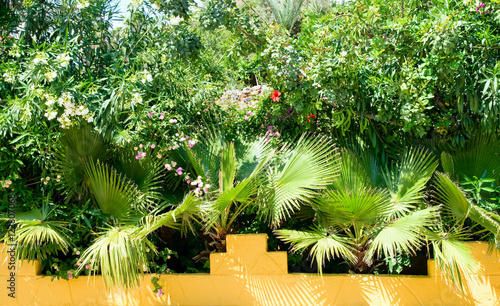 tropical plants and palms