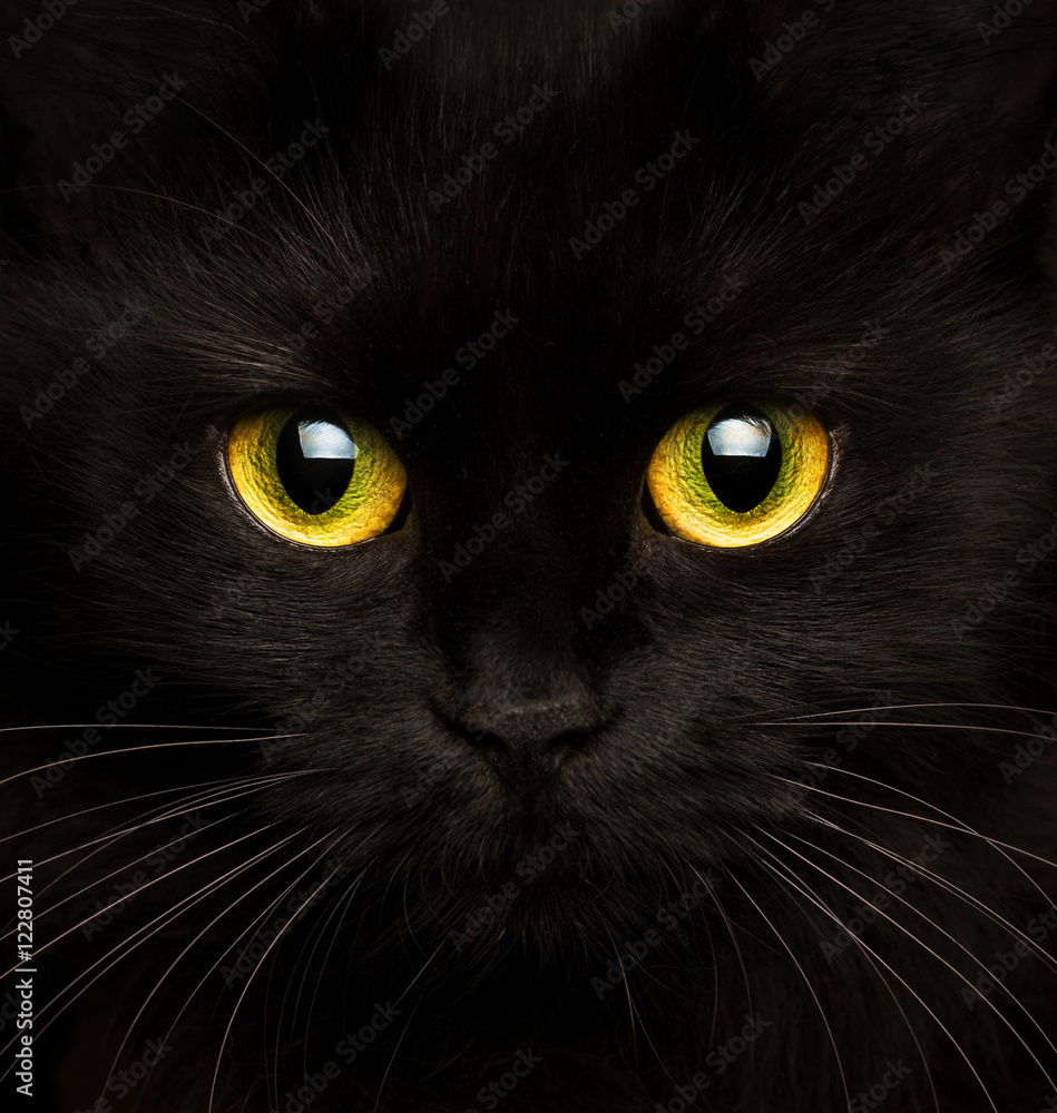 Obraz premium Śliczny pysk czarnego kota