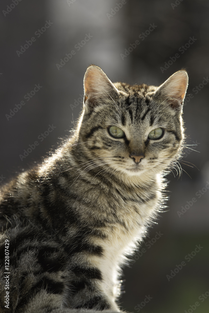 Cat with Green Eyes Outside