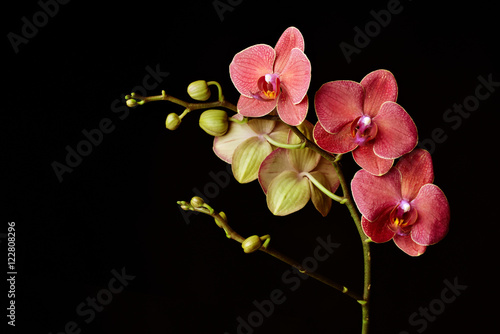 Fototapeta Naklejka Na Ścianę i Meble -  Dark red orchid on a black background