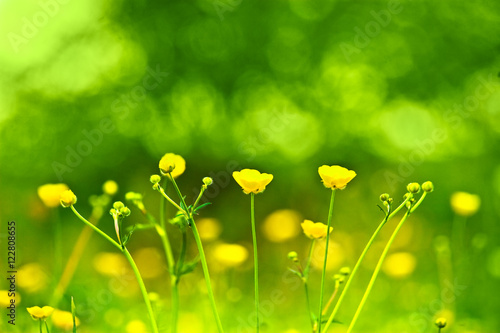 Spring flowers background