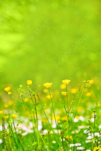 abstract background of spring grass and flowers