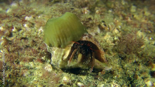 Hermit crab (Clibanarius erythropus) emerges from the shell, which settled by sea anemone.
 photo