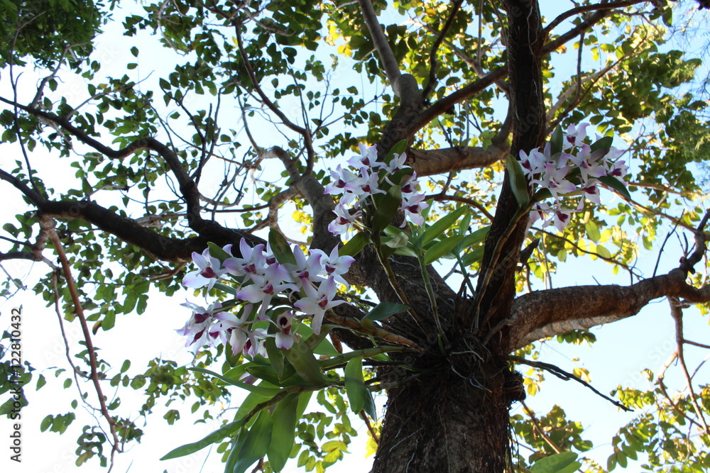 Fototapeta premium Flor Orquídea