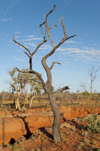Burnt Tree - Outback Australia