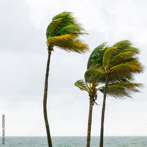 Palm trees in tropical storm, Fort Lauderdale, USA