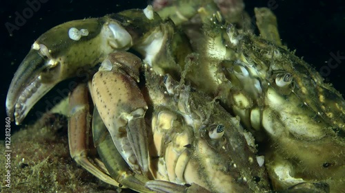 Male and female of Green crab (Carcinus maenas) before mating, close up.
 photo