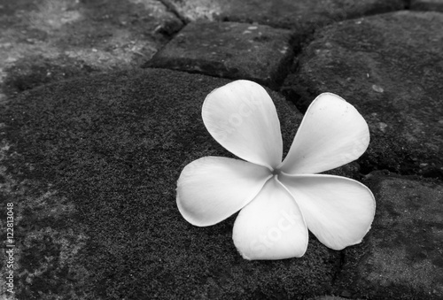 Fototapeta Naklejka Na Ścianę i Meble -  Plumeria flower on stone green moss black and white color tone,
